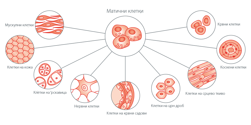 единствената регенеративна моќ на матичните клетки